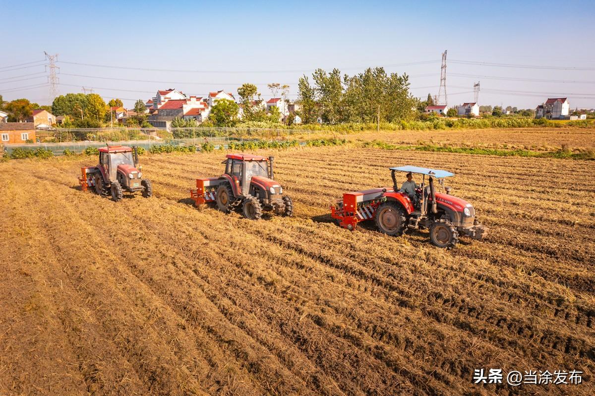 最新出炉：安徽省水稻市场行情动态解析