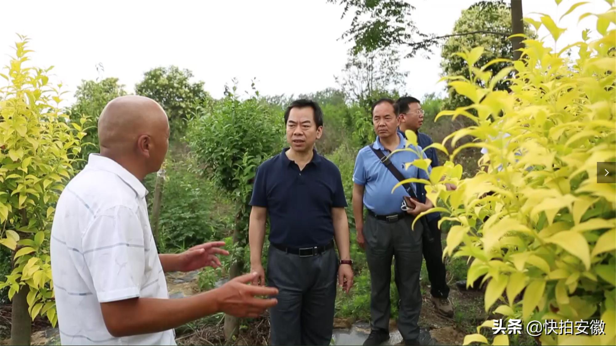 新鲜上架：尖端培育技术下的苹果树苗精选集